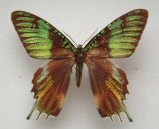Urania ripheus male aberration (Internet Image property of respective owner, non-commercial use only)